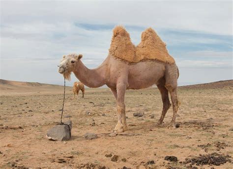 The camel - Learn about the camel, a large hoofed animal that can survive without water for 10 months and has two layers of fur. Find out how camels are domesticated, distributed, and adapted to arid environments.
